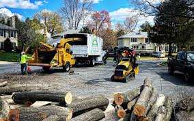 Best Tree Health Inspection  in Louise, TX