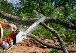 Best Lot and Land Clearing  in Louise, TX