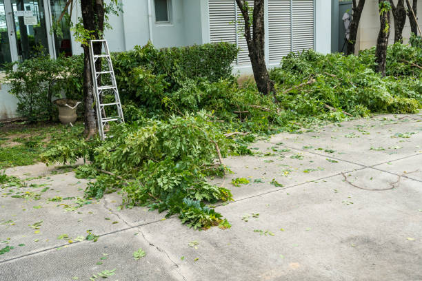 Best Hedge Trimming  in Louise, TX