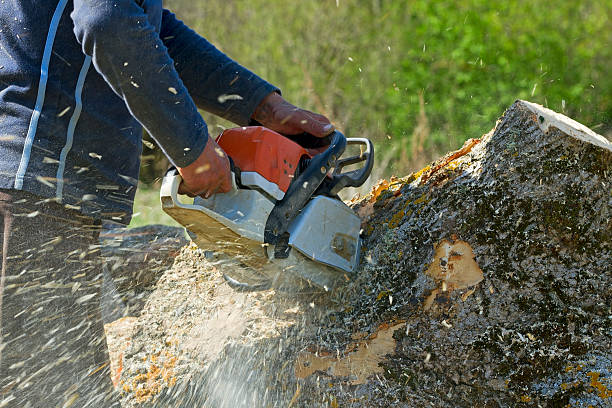 Best Tree Risk Assessment  in Louise, TX